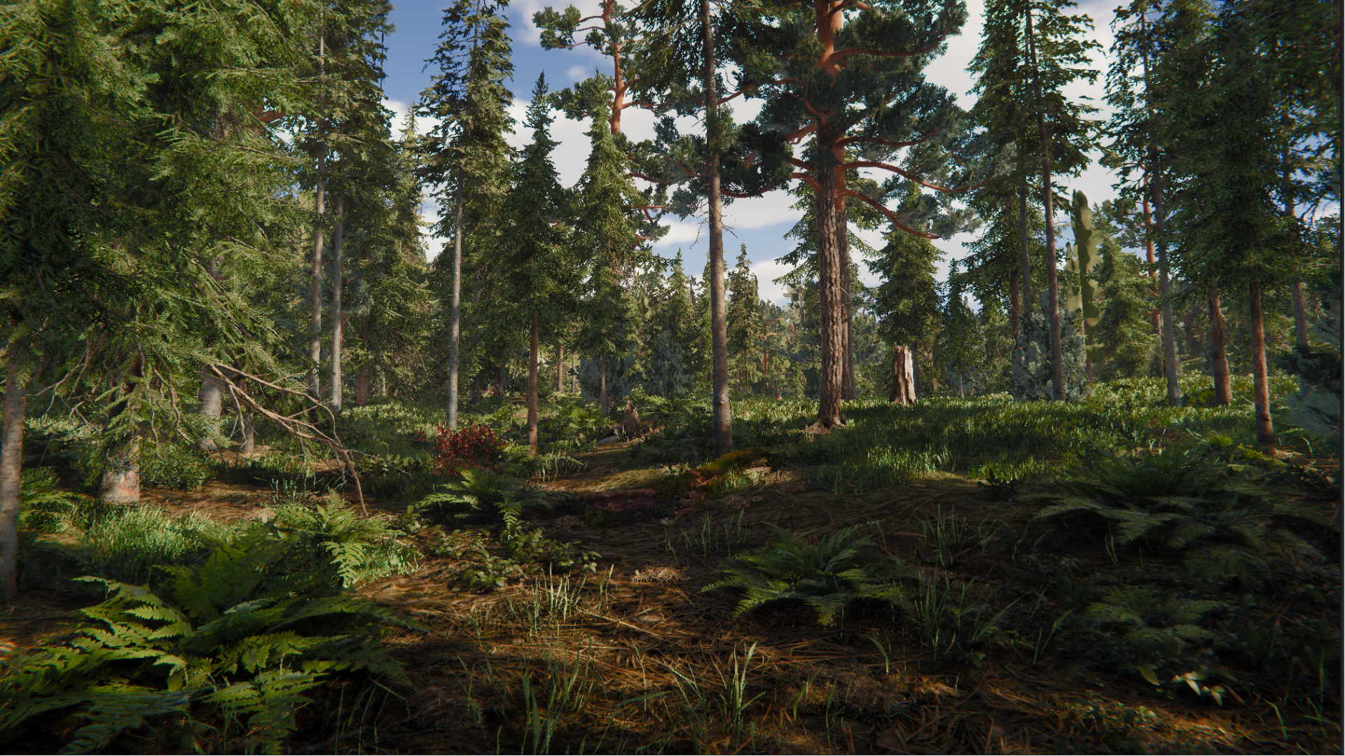Forest scene with tall trees and underbrush in 16:9 ratio